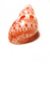 A seashell