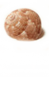 A seashell