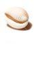 A seashell